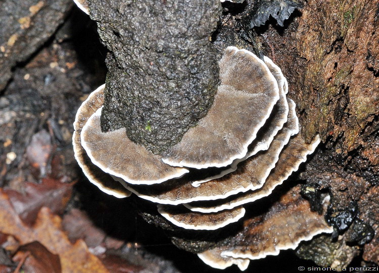 Escursione del tardo autunno nelle colline chiantigiane